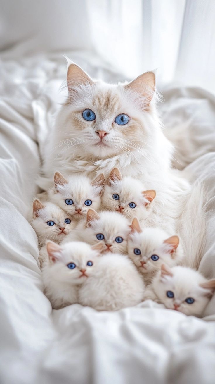 اجمل صور قطط في العالم صغيرة كيوت جدا