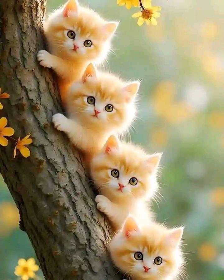 اجمل الصور للقطط صغيرة