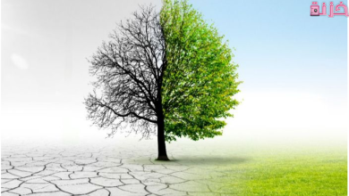 تأثير تغير المناخ على البيئة والنباتات الحيوانات والاقتصاد