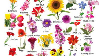أشهر اسماء الزهور