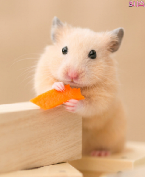 اسعار الهامستر في مصر والسعودية والعراق