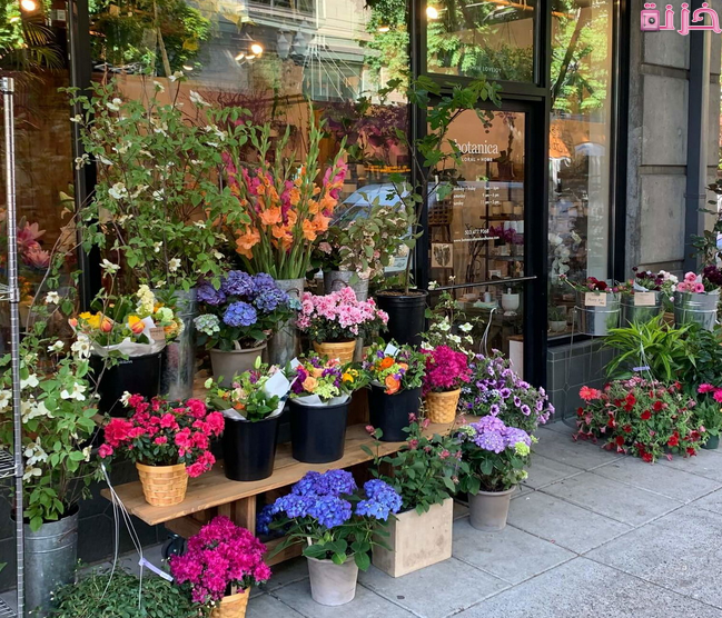 أفضل محل لبيع الورد والزهور في السعودية