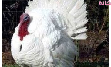 مشاكل تربية الرومي