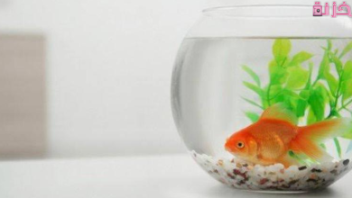 أسعار أحواض السمك الجاهزة فى مصر