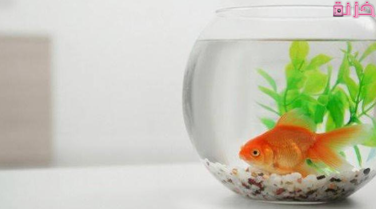أسعار أحواض السمك الجاهزة فى مصر