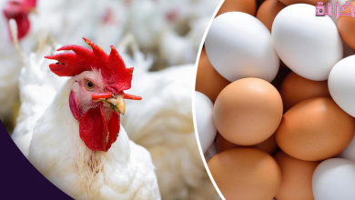 مشروع تربية الدجاج البياض من الالف الى الياء