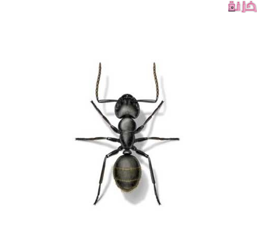 تفسير ظهور النمل الأسود في البيت فجأة