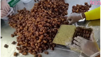 دليل عناوين وأرقام مصانع تعبئة التمور في مصر