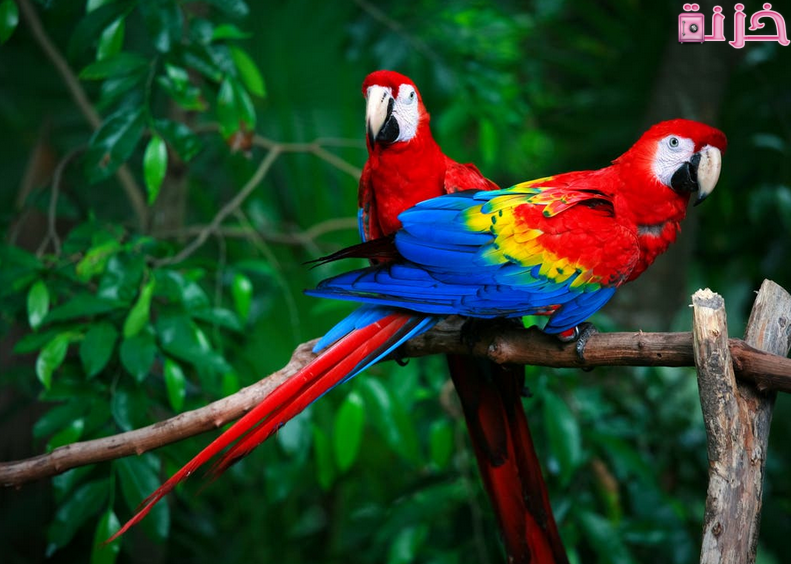 انواع الببغاء واسعارها في مصر