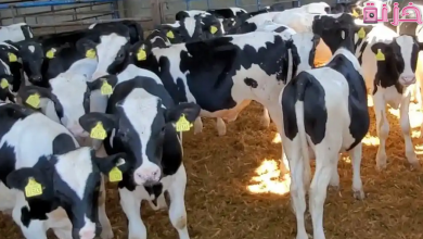 دراسة جدوى تكلفة انشاء مزرعة تسمين عجول