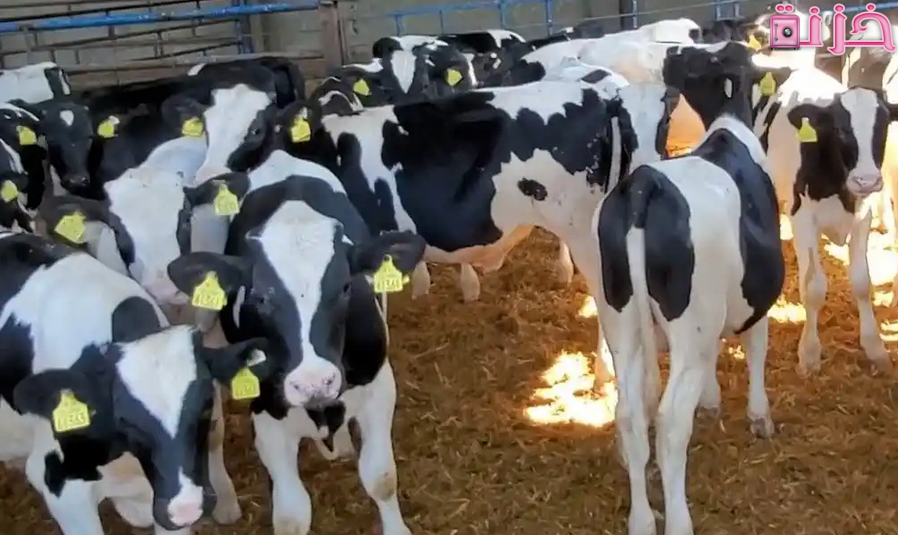 دراسة جدوى تكلفة انشاء مزرعة تسمين عجول