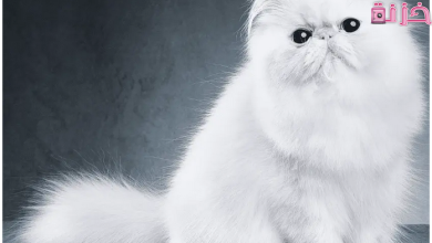 اسعار القطط الشيرازى الصغيرة في السعودية و مصر