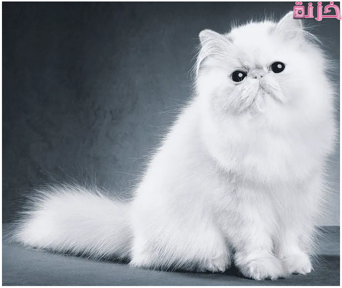 اسعار القطط الشيرازى الصغيرة في السعودية و مصر