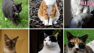 تفسير حلم رؤية عضة القط في المنام