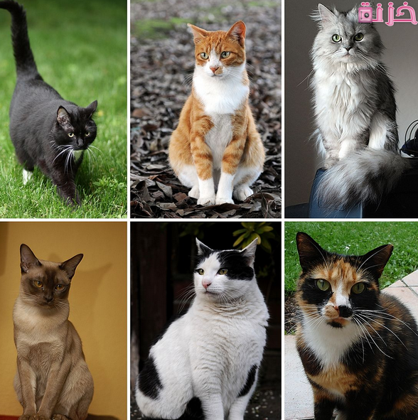 تفسير حلم رؤية عضة القط في المنام