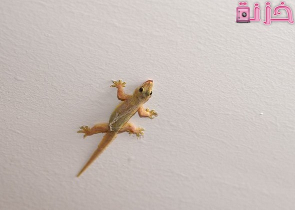 تفسير رؤية الوزغ في المنام