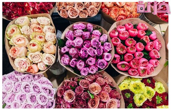 انواع الورود واسمائها بالصور