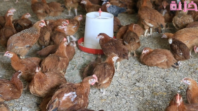 مشروع تربية الفراخ البلدي