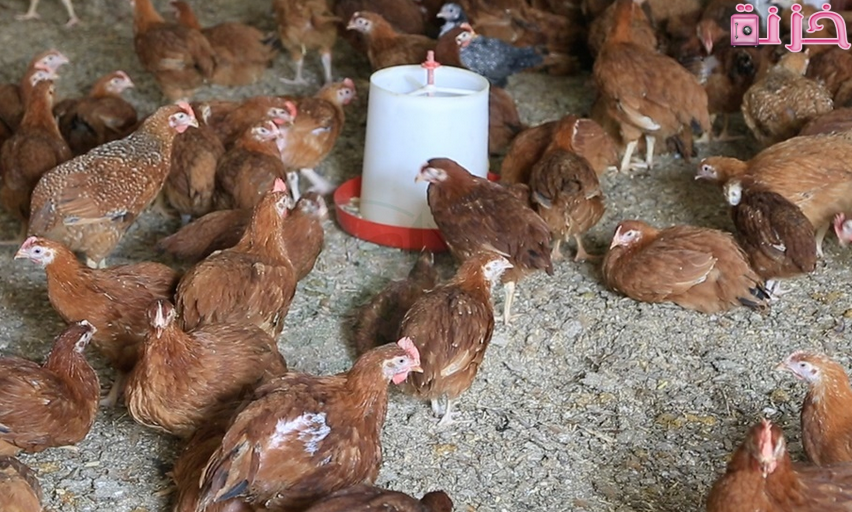مشروع تربية الفراخ البلدي