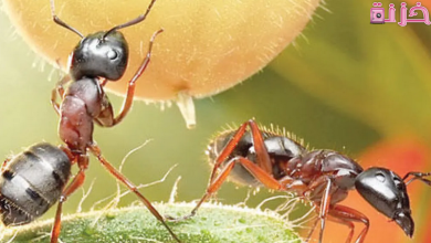 هل وجود النمل في البيت خير أم شر