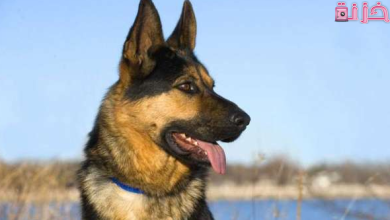 ما معنى رؤية الكلب في المنام