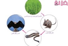 مقارنة بين التغذية الذاتية والغير ذاتية وأنواع المخلوقات