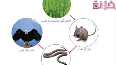 مقارنة بين التغذية الذاتية والغير ذاتية وأنواع المخلوقات