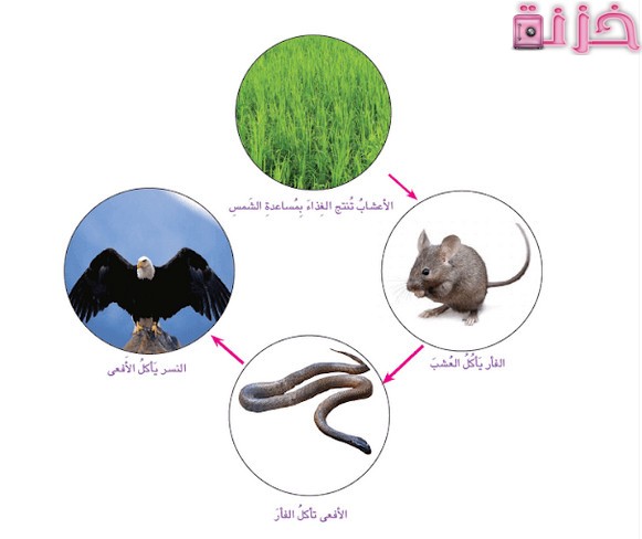 مقارنة بين التغذية الذاتية والغير ذاتية وأنواع المخلوقات
